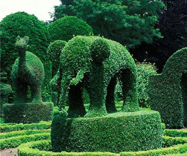 植物雕塑小象